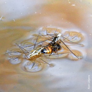water striderDSCN6918