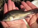 Macquarie perch