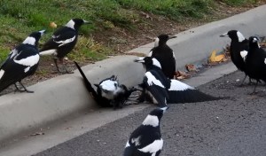 magpie fight DSCN9898