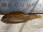 Southern pygmy perch
