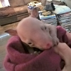 Baby Wombat