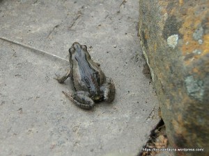 Common Froglet