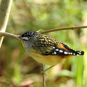 spotted pardalote DSCN0453