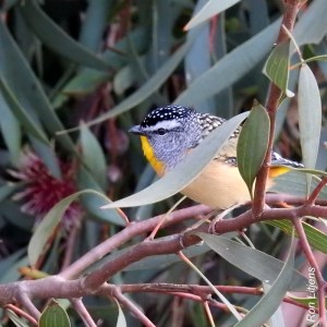spotted pardalote DSCN0467