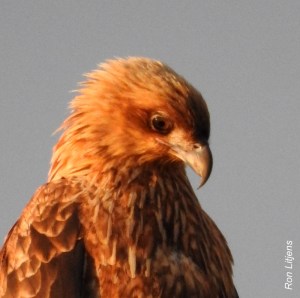 Whistling Kite (Haliastur sphenurus) DSCN0830