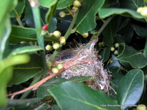 E. Spinebill nest