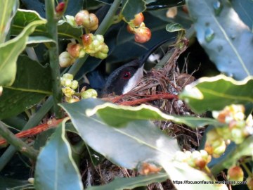 Eastern Spinebill on nest