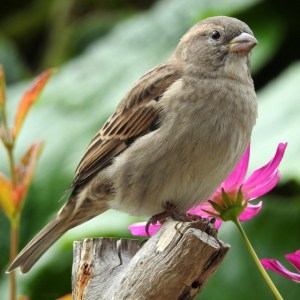 house-sparrow-passer-domesticus-dscn9482