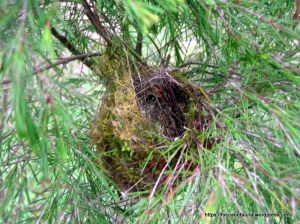 Old Yellow-faced Honeyeater nest