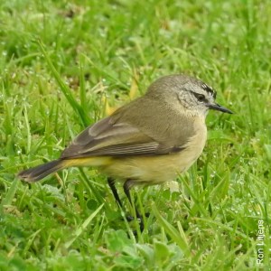 yellow-rumped-thornbill-1-dscn0881