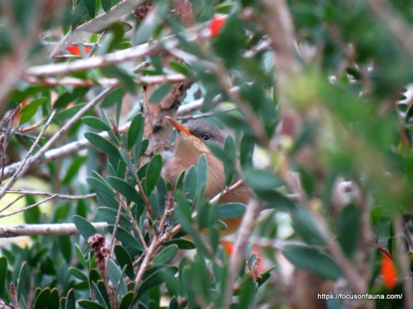 e-spinebill-juvenile