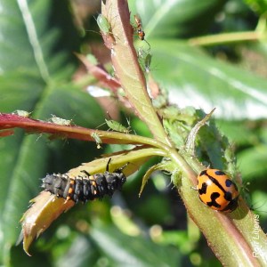 Transverse Ladybird (Coccinella transversalis), adult and larva, & aphids