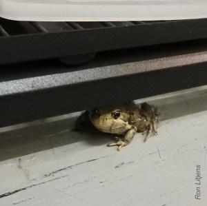 pobblebonk-1-dscn2950