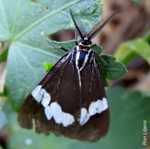 senecio-moth-nyctemera-amicus-1-dscn2494