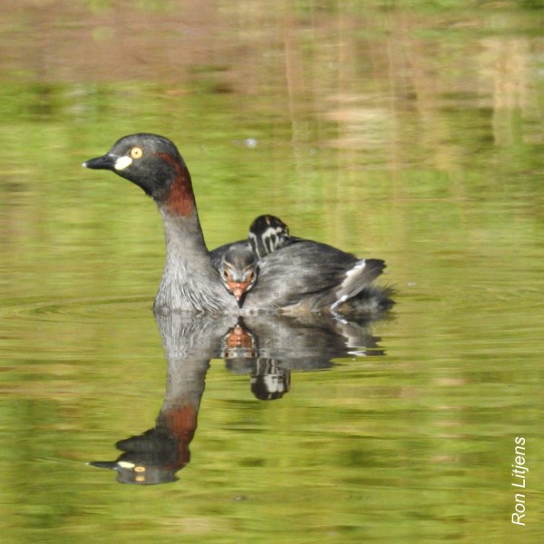 Australasian Grebe 1-DSCN3673