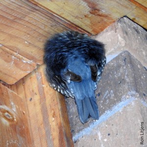 white throated treecreeper DSCN2109