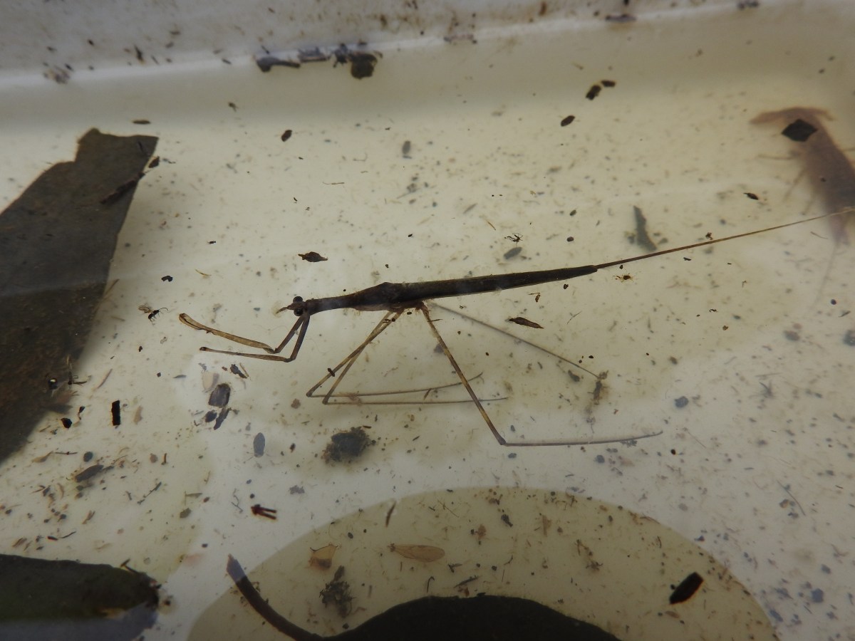 Dubbo Insects Here’s the scoop | Focus On Fauna