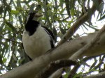 Magpie-lark f