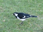 Magpie-lark m