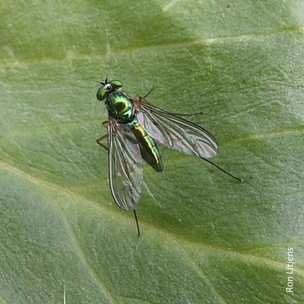 Dolichopodid Fly 1-DSCN6336