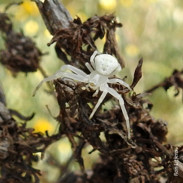 White Crab Spider (Thomisus spectabilis)