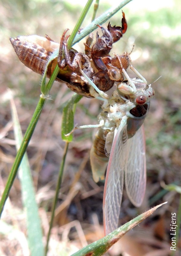 cicada 1-DSCN5448