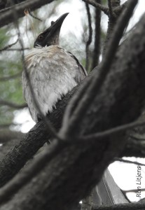 Noisy Friarbird (Philemon corniculatus) 1-DSCN7070