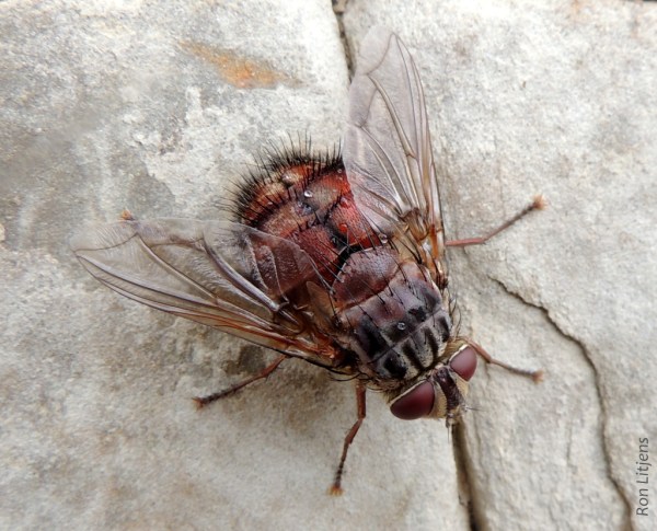 Rutilia sp. 1-DSCN5502