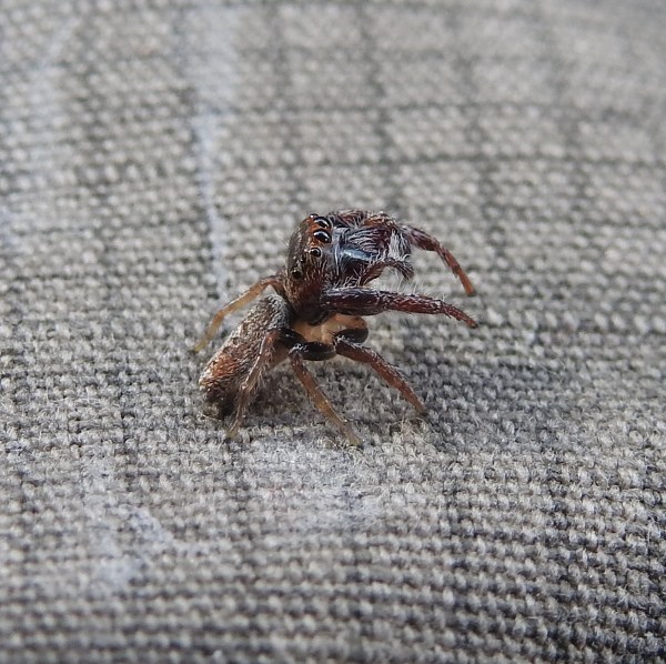 jumping spider 1-DSCN9879