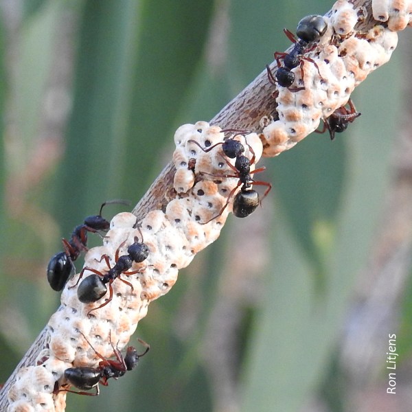 gumtree scale 1-DSCN2302