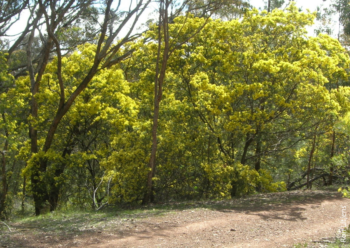 Coomacka Tree The more things change… | Focus On Fauna