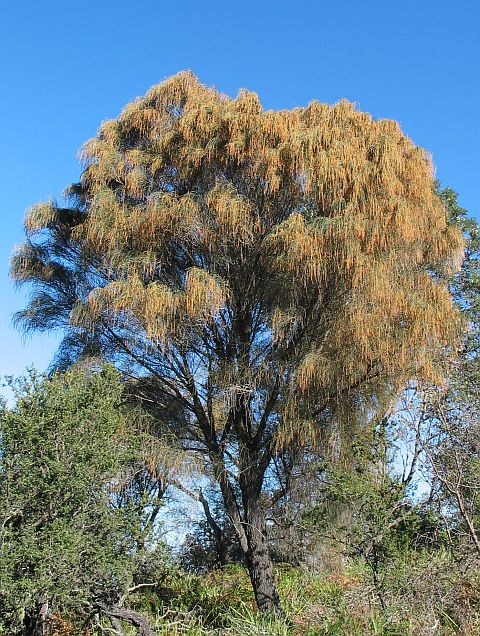 drooping-sheoak