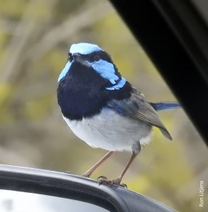 Superb Fairy-wren DSCN8947