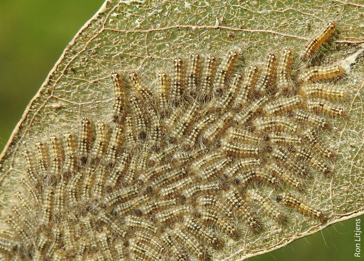 uraba lugens DSCN9072