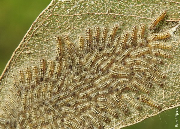 uraba lugens DSCN9072