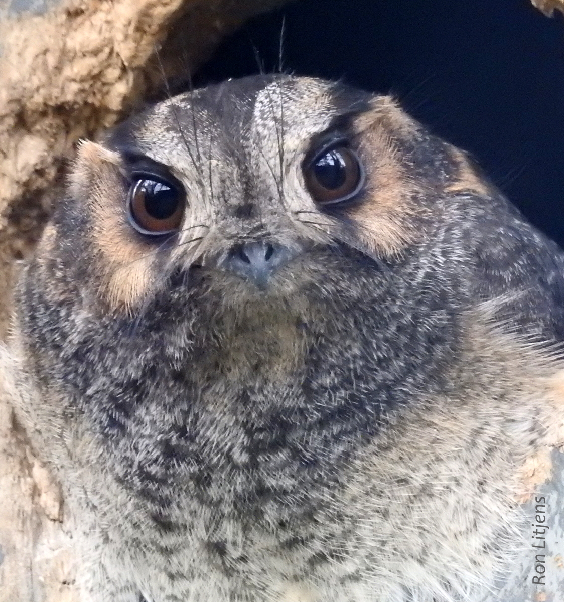 z Australian Owlet-nightjar (Aegotheles cristatus) DSCN8978