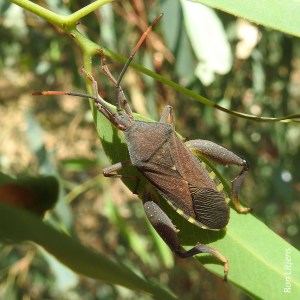z Eucalyptus Tip-wilter Bug (Amorbus sp.) DSCN6408