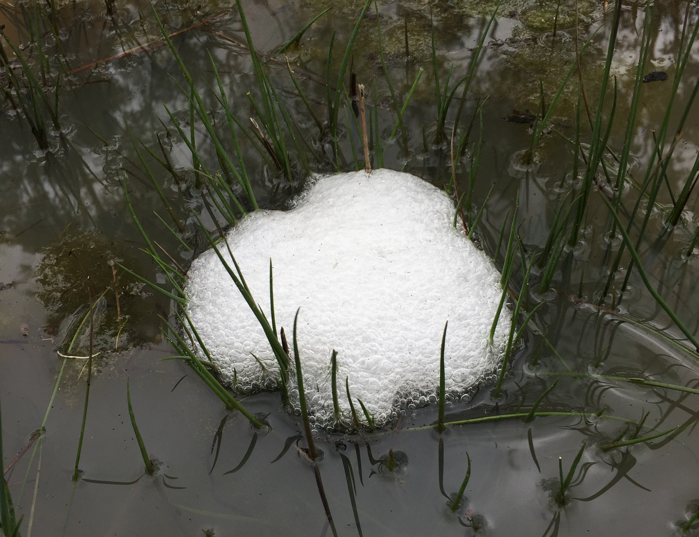 Pobblebonk Frog spawn